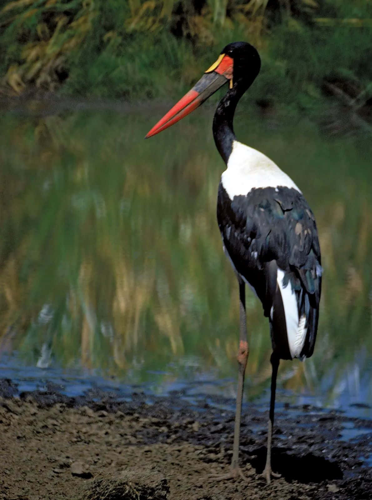 Saddlebilled Stork Standing Near Water Wallpaper