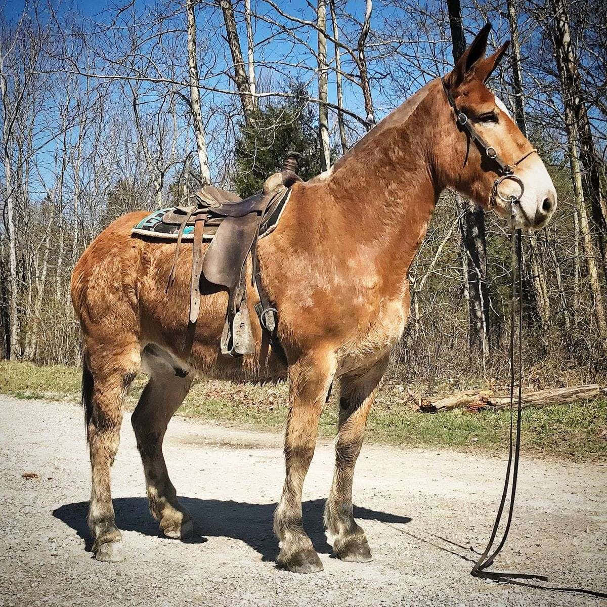 Saddled Mule Standing Outdoors Wallpaper