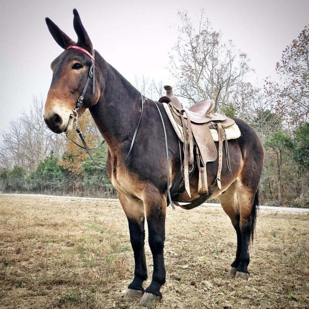 Saddled Mule Standingin Field Wallpaper