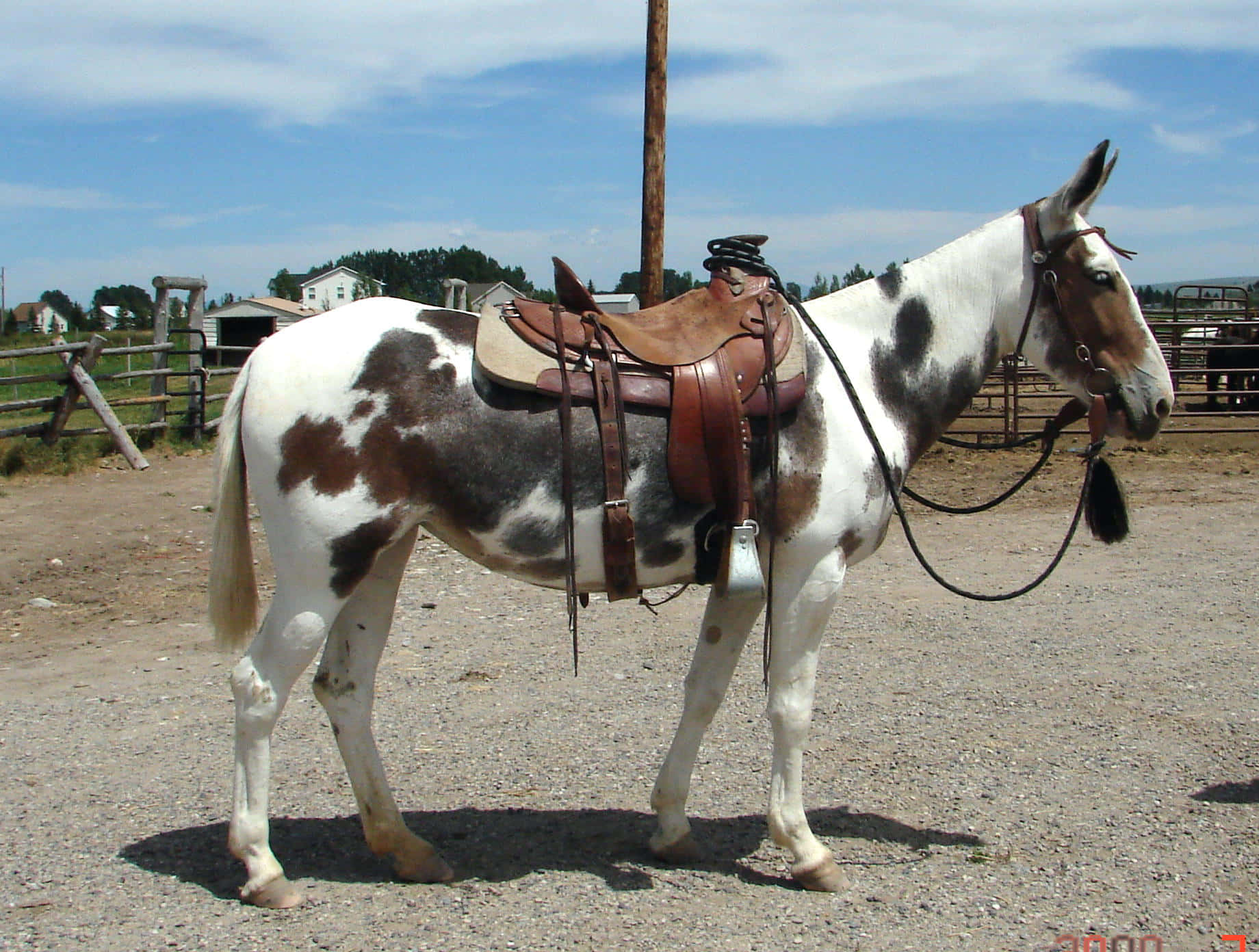 Saddled Spotted Horseat Ranch.jpg Wallpaper