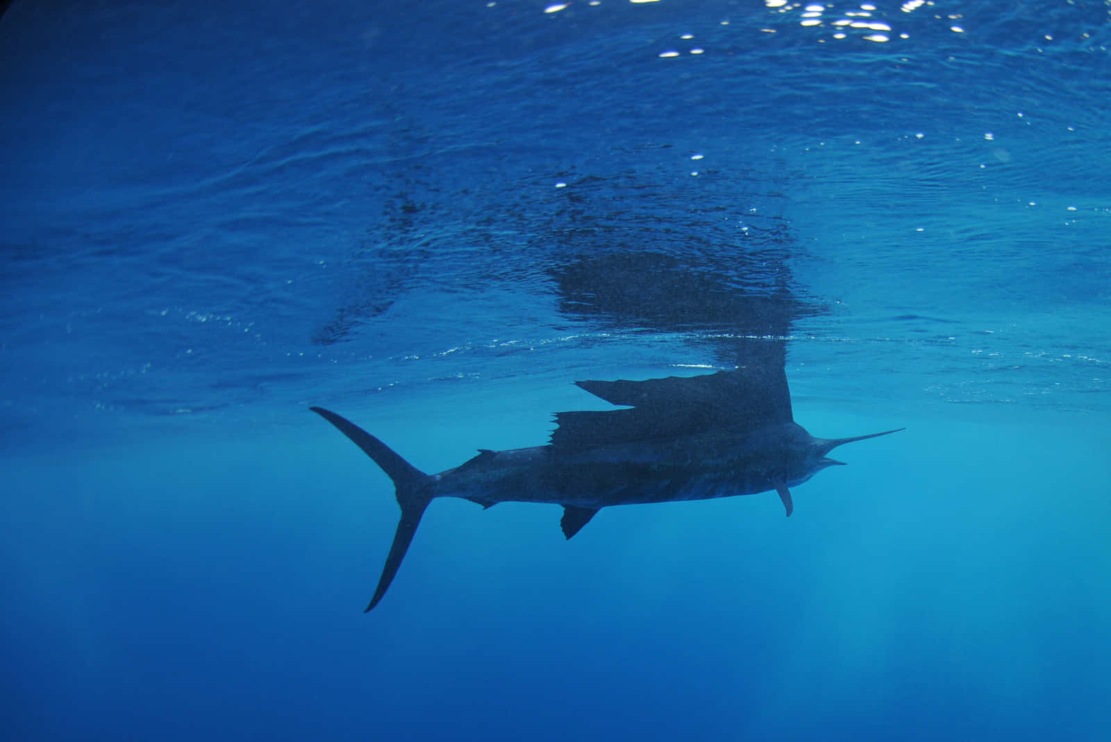 Sailfish Soaring Through Oceans Wallpaper