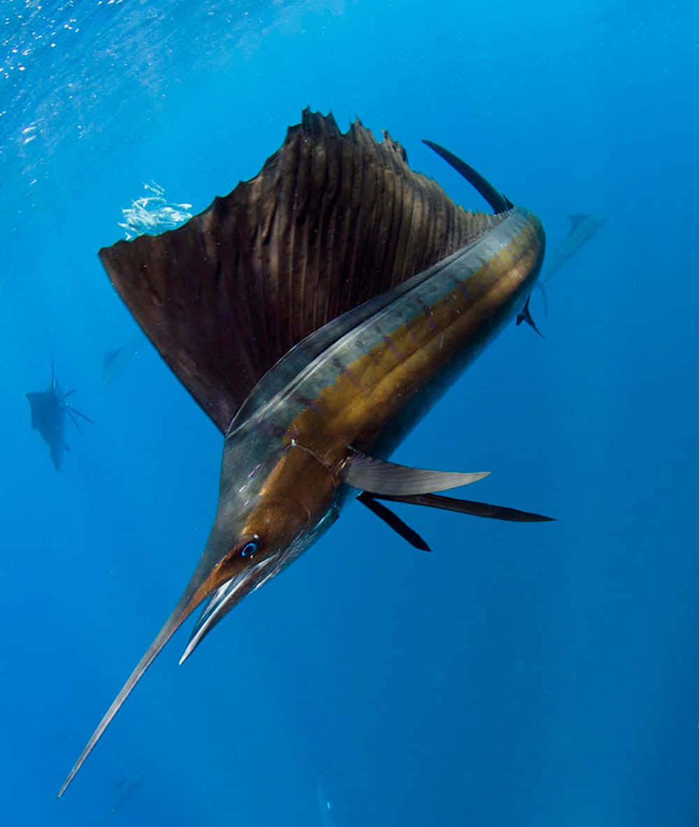 Sailfish Swimming In The Deep Sea Wallpaper