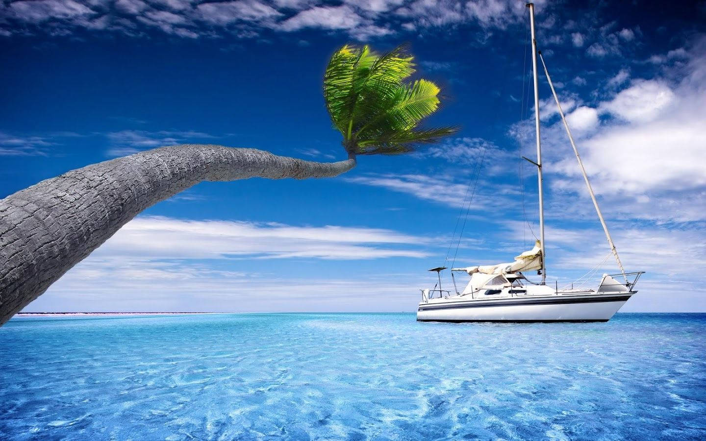 Sailing Under Palm Tree Wallpaper