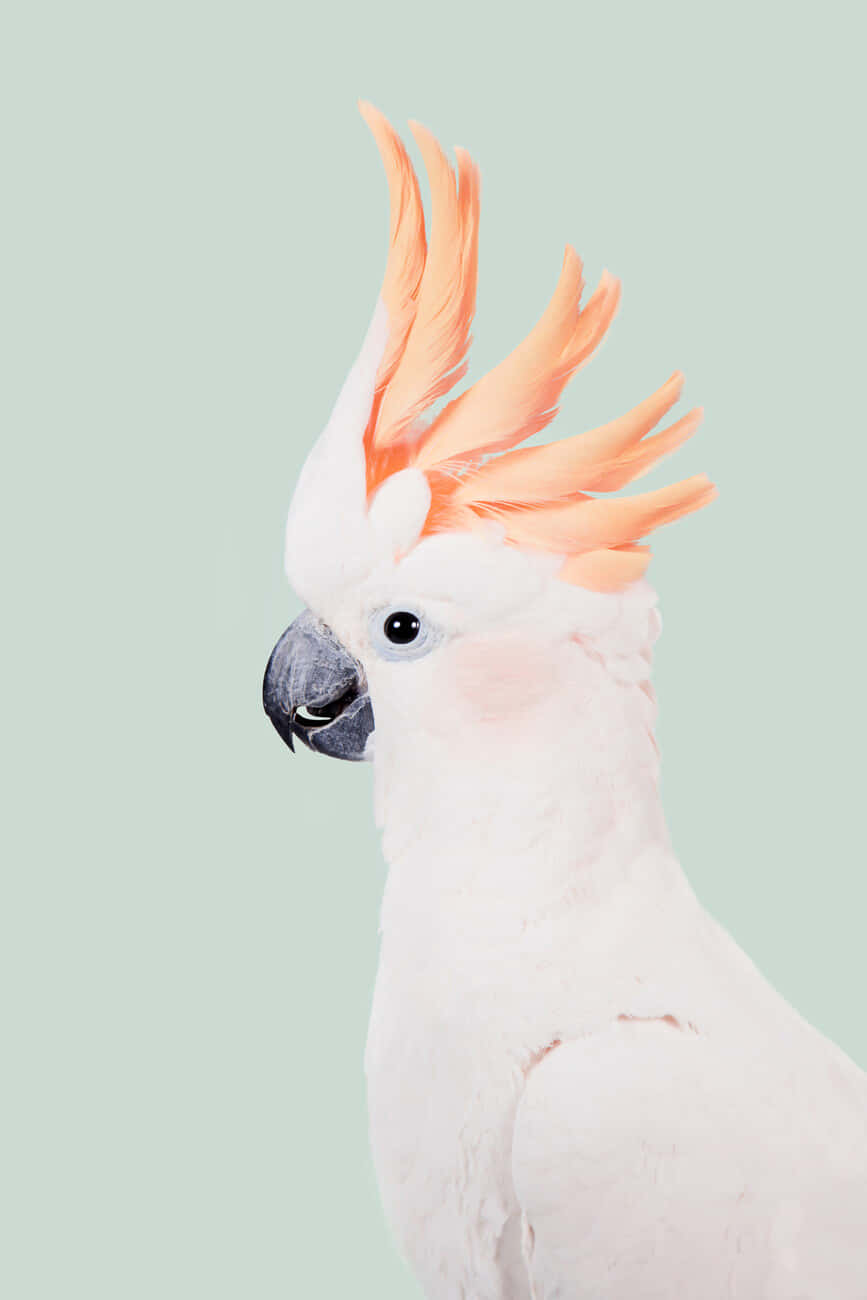 Salmon Crested Cockatoo Portrait Wallpaper