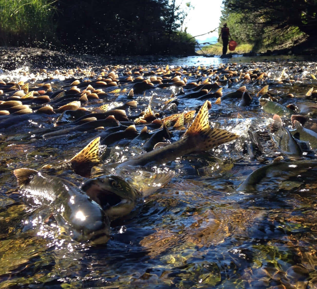 Salmon Migration River Crossing Wallpaper