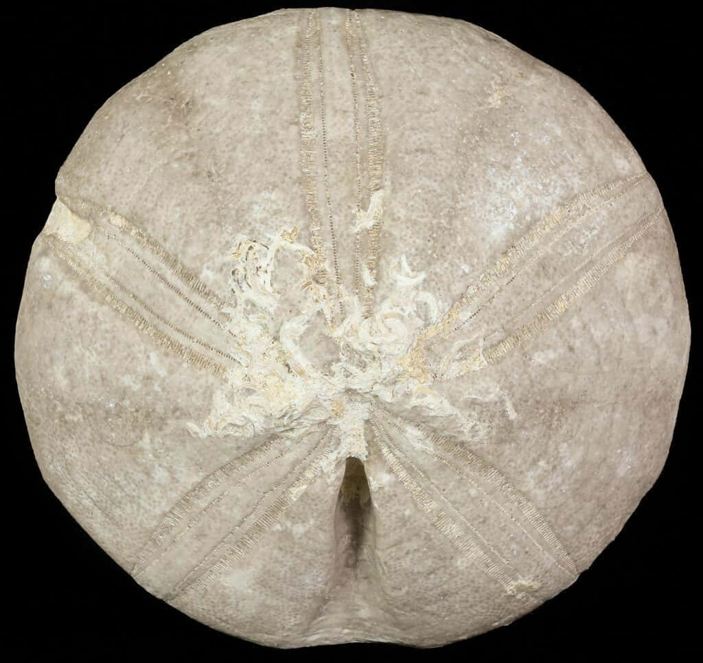 Sand Dollar Underside Texture Wallpaper