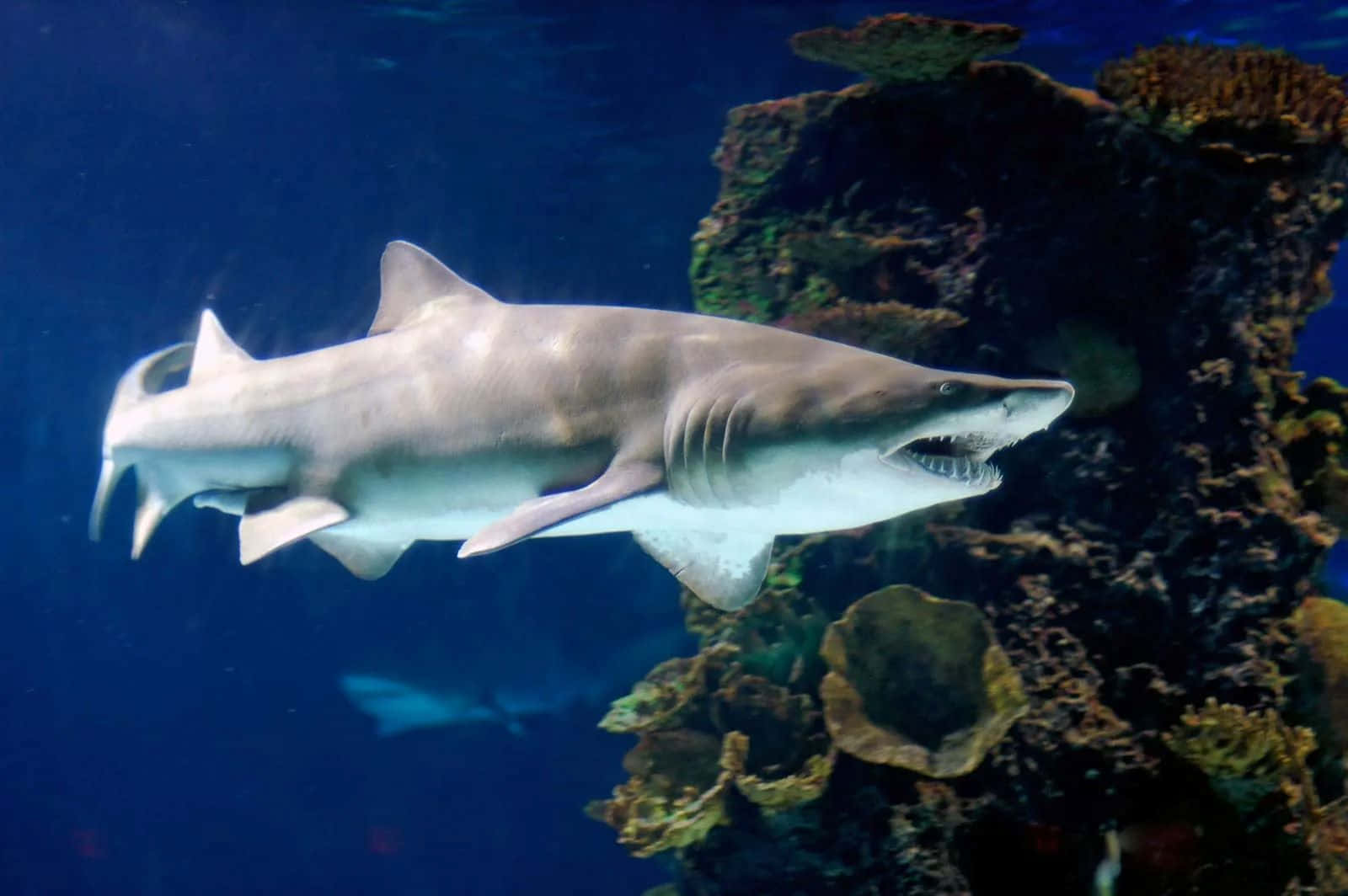 Sand Shark Swimming Near Coral Reef Wallpaper