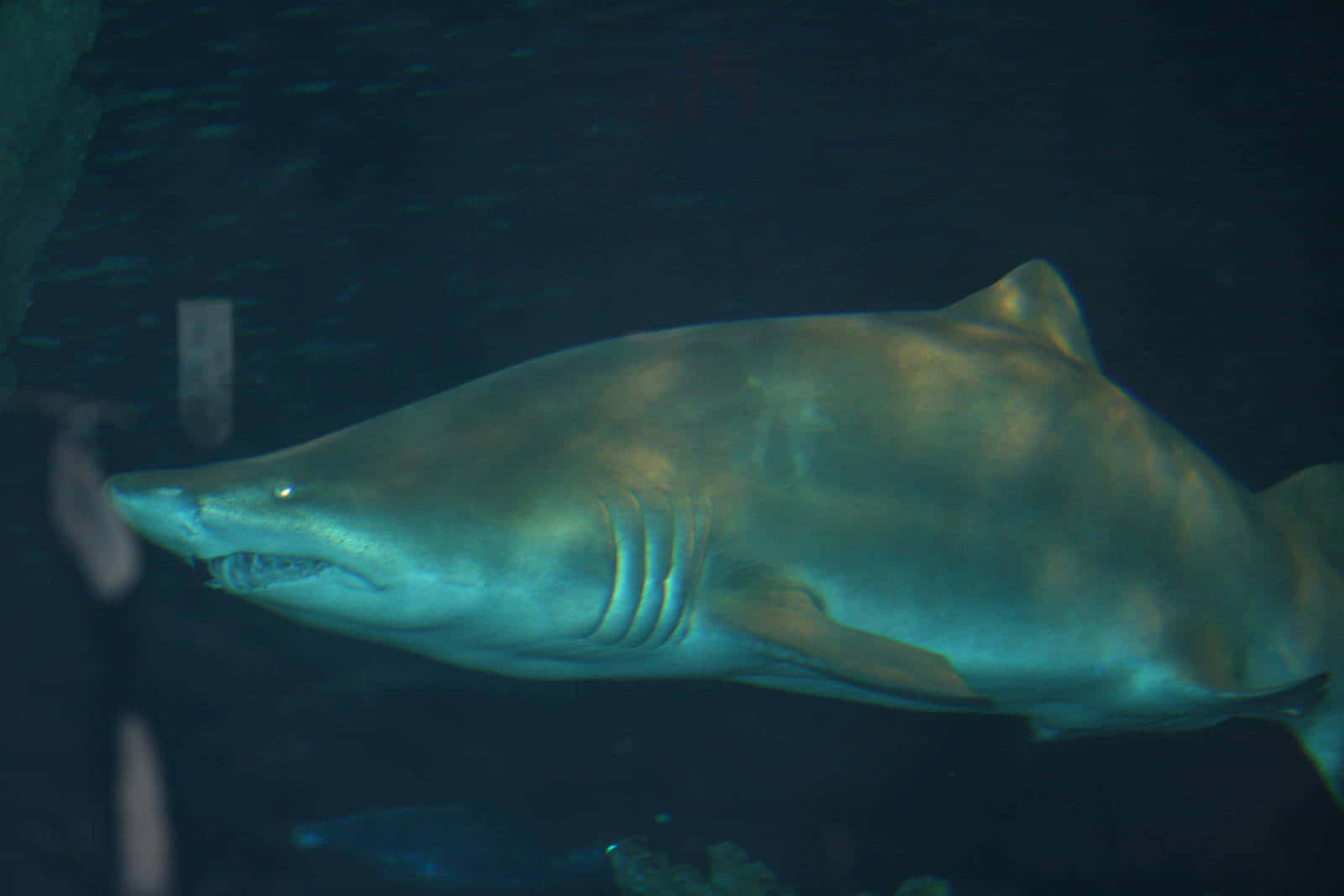 Sand Shark Swimming Underwater.jpg Wallpaper