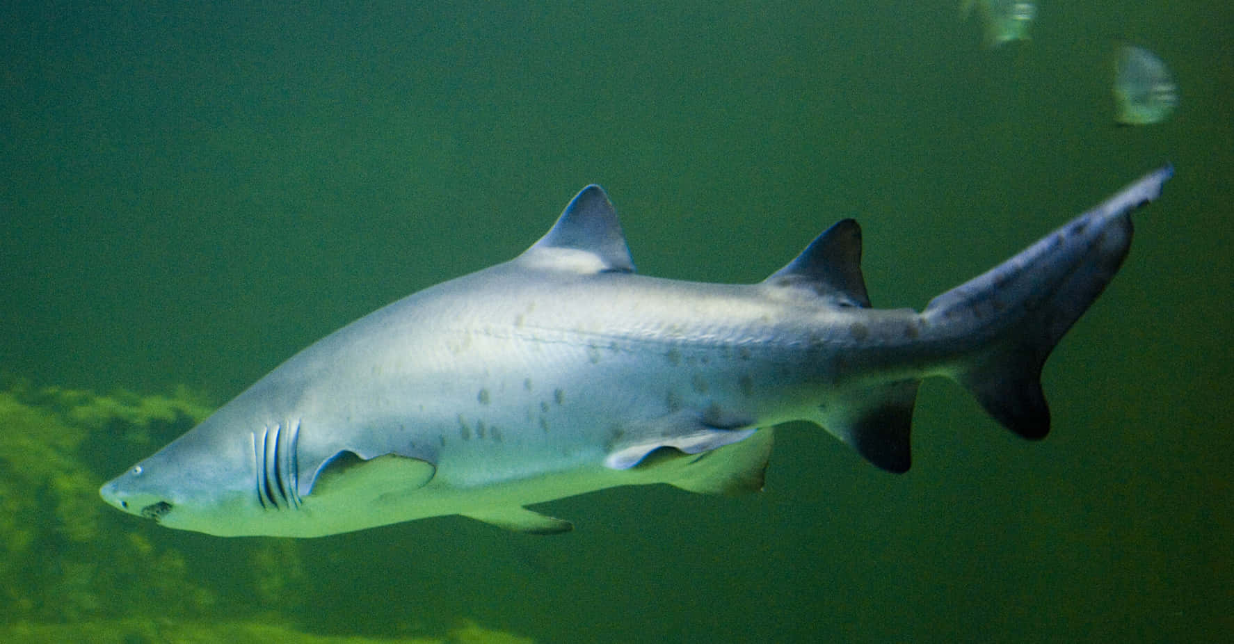 Sand Shark Swimming Underwater.jpg Wallpaper