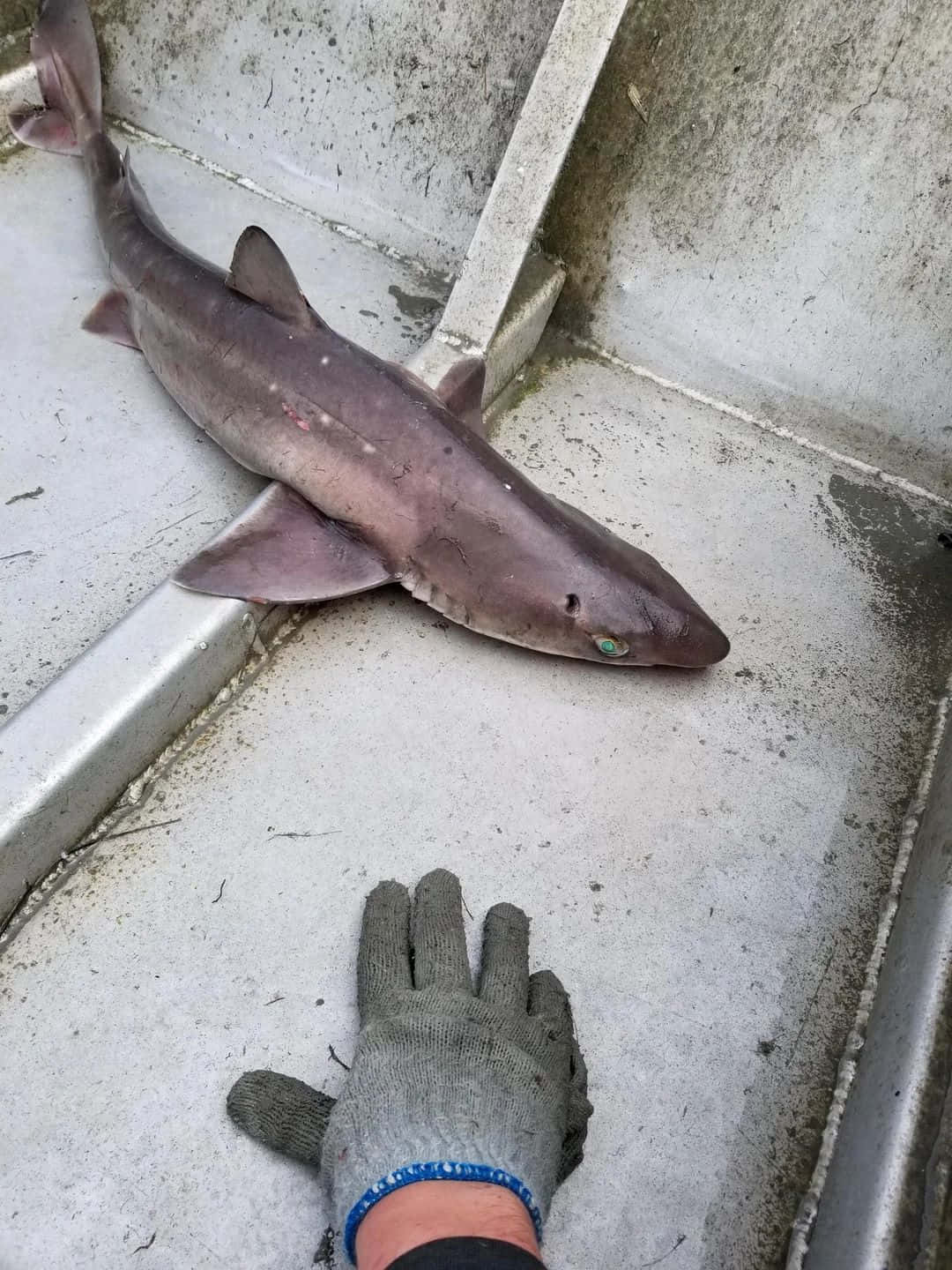 Sand Sharkon Boat Deck Wallpaper