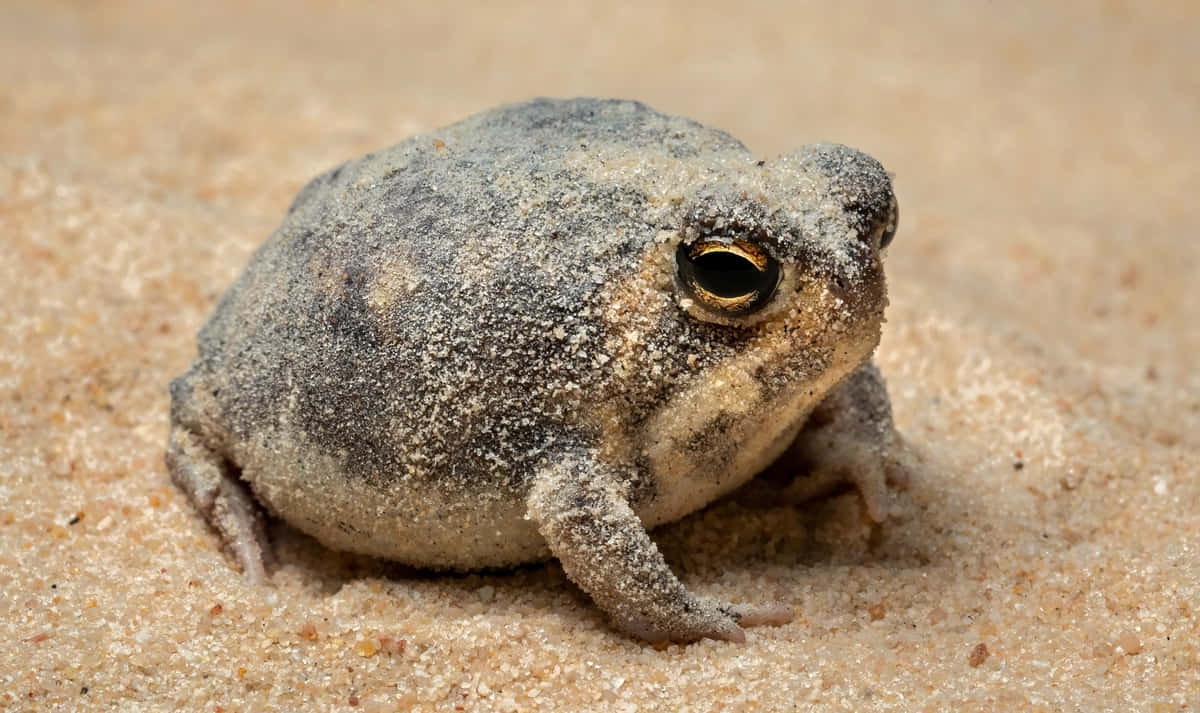 Sandy True Frog Camouflage.jpg Wallpaper