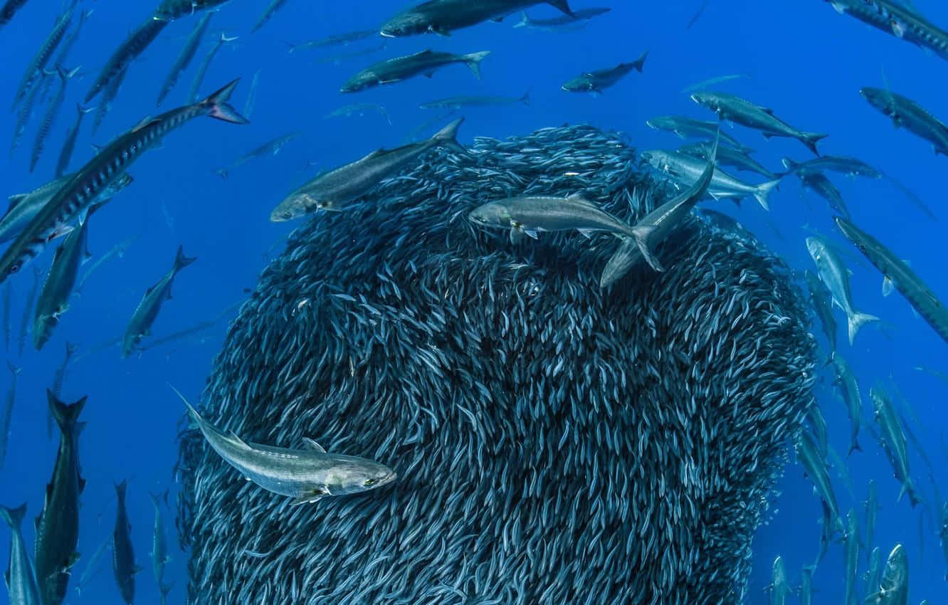 Sardine School Bait Ball Underwater Wallpaper