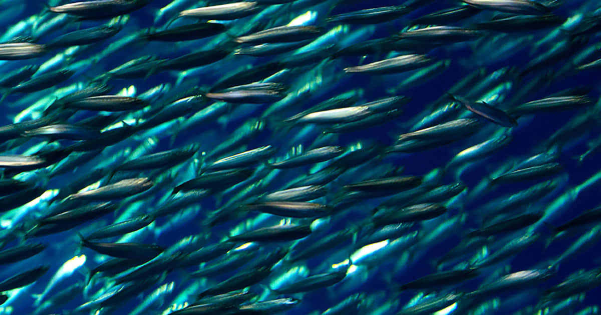 Sardine School Underwater.jpg Wallpaper