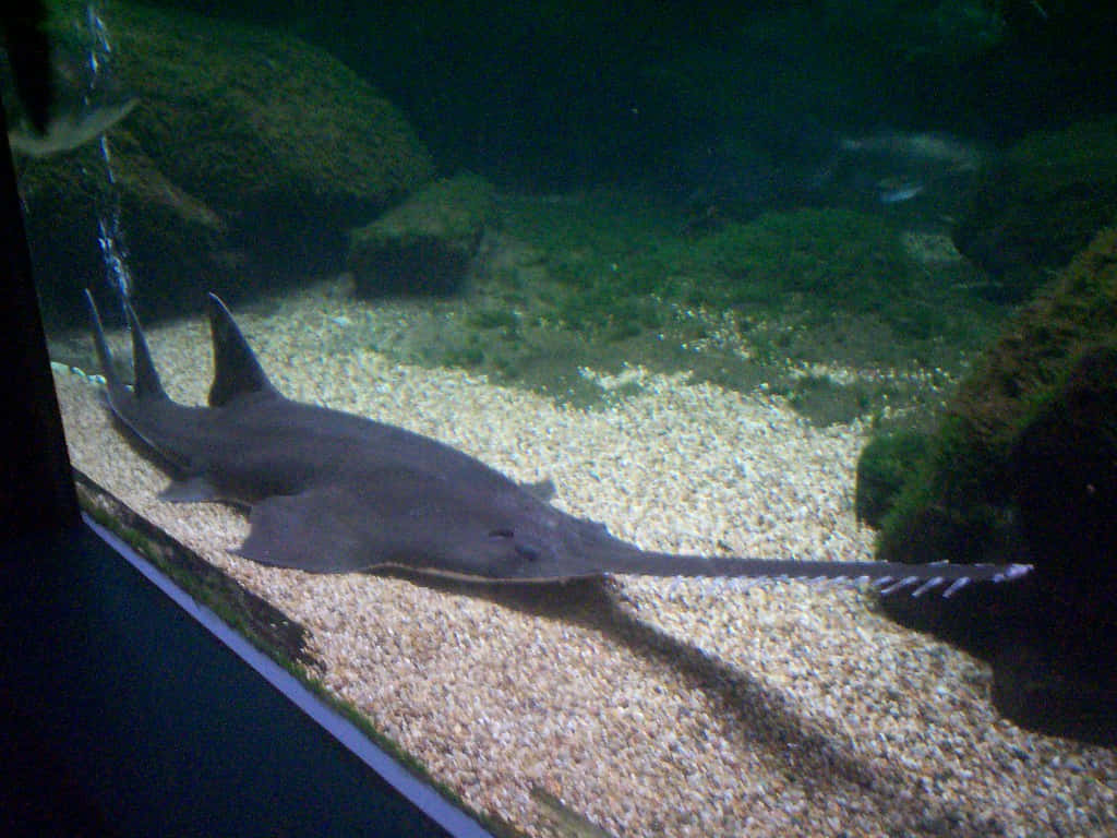 Sawfish In Aquarium Wallpaper