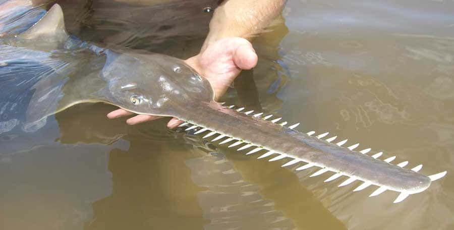 Sawfish In Hand.jpg Wallpaper