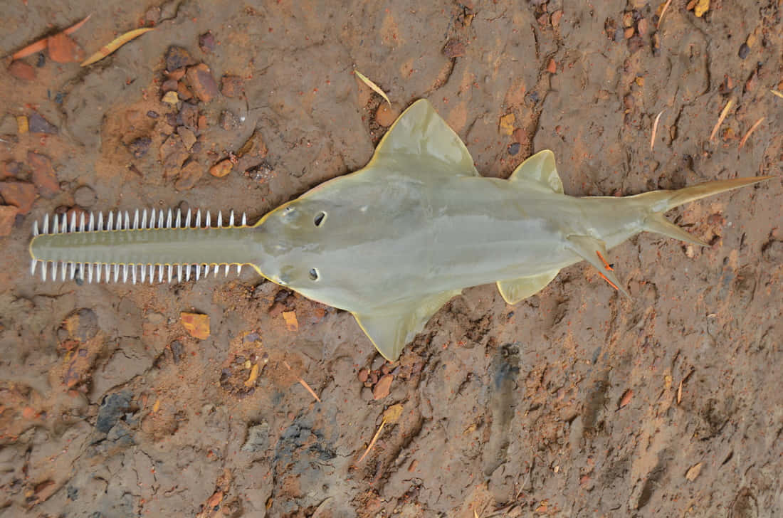 Sawfish On Muddy Ground.jpg Wallpaper