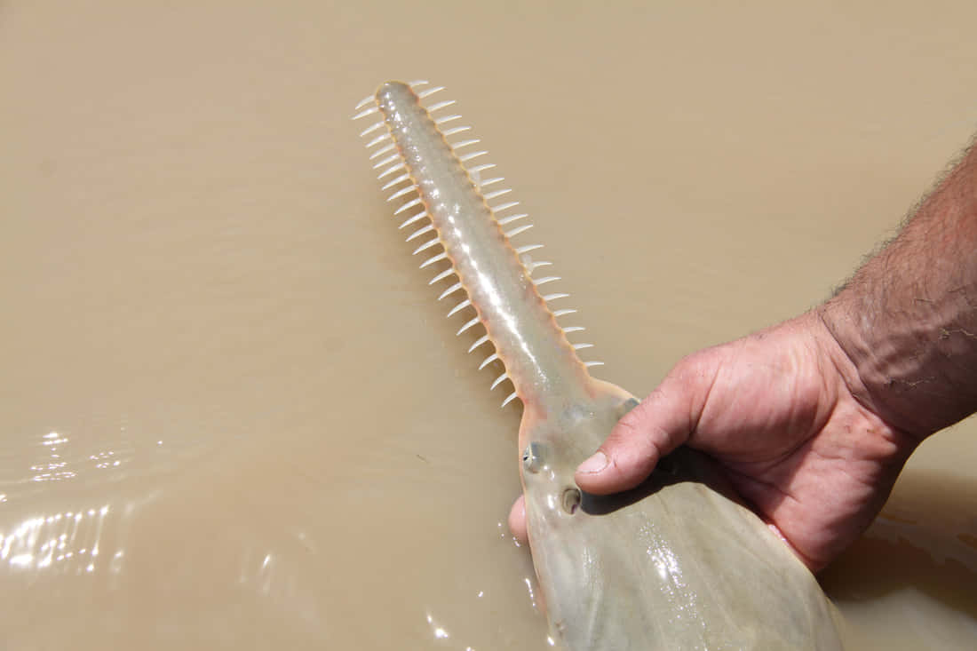 Sawfish_ Rostrum_ Held_in_ Hand Wallpaper