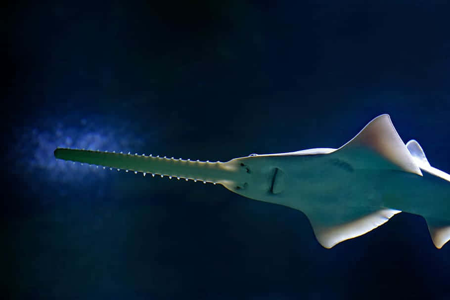 Sawfish Swimming In Blue Waters.jpg Wallpaper