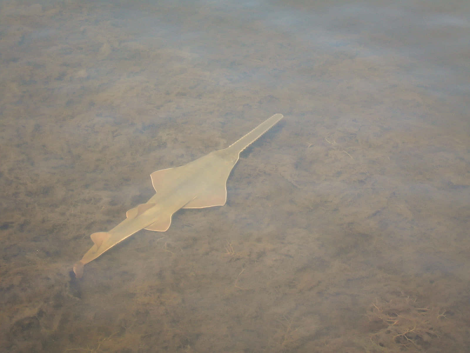 Sawfish Swimming In Shallow Water.jpg Wallpaper