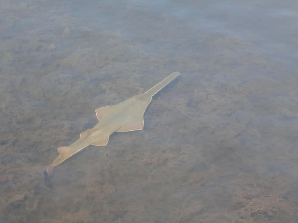 Sawfish Swimming In Shallow Waters.jpg Wallpaper