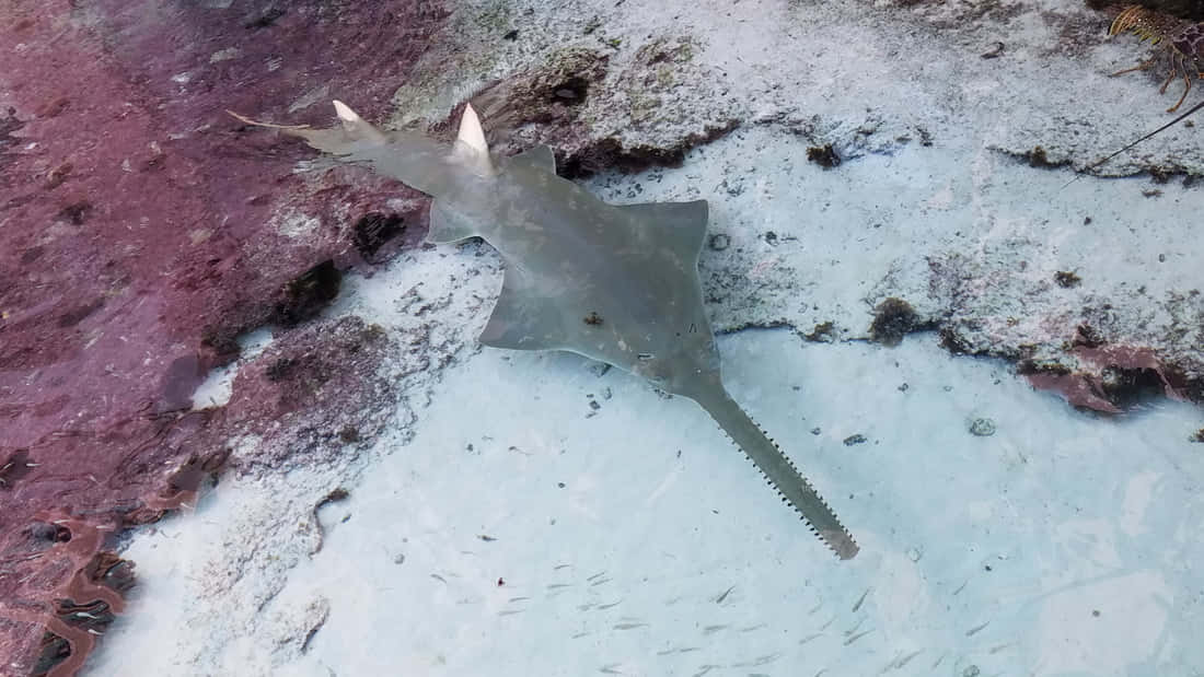 Sawfish Swimming Near Seabed.jpg Wallpaper