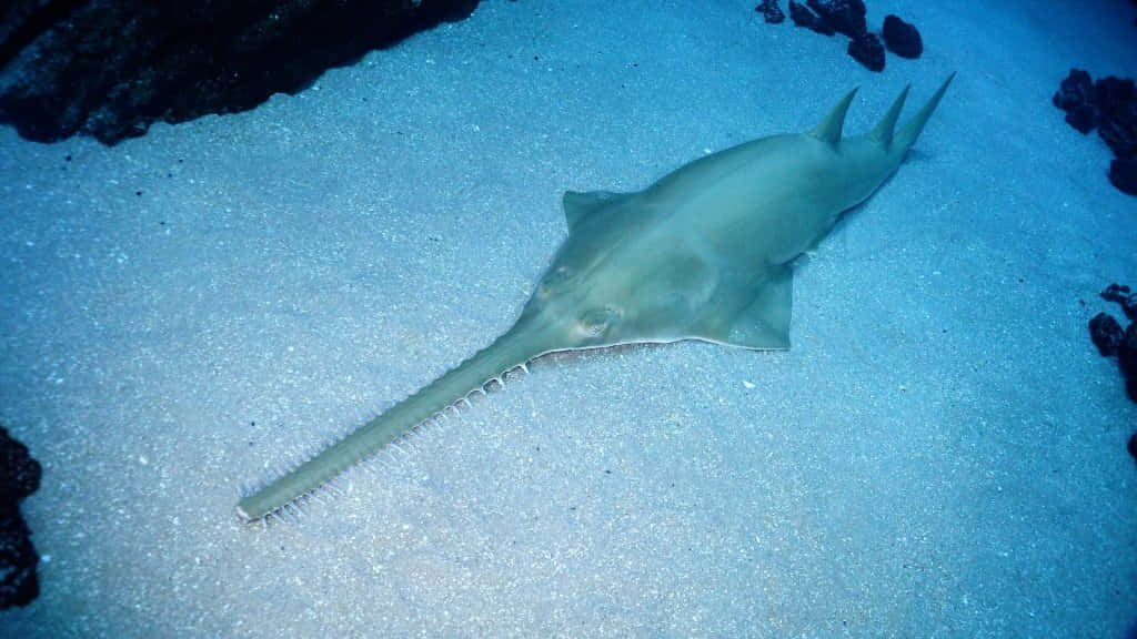 Sawfish Swimming Over Sandy Bottom Wallpaper