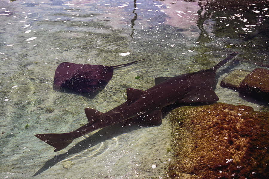 Sawfish Swimming Shallow Waters Wallpaper