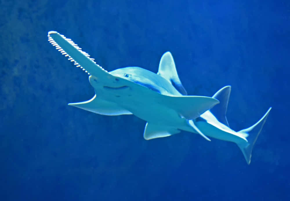 Sawfish Swimming Underwater.jpg Wallpaper