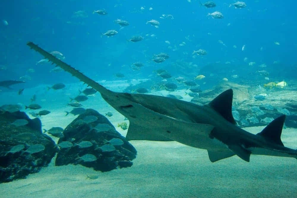 Sawfish Swimming Underwater.jpg Wallpaper