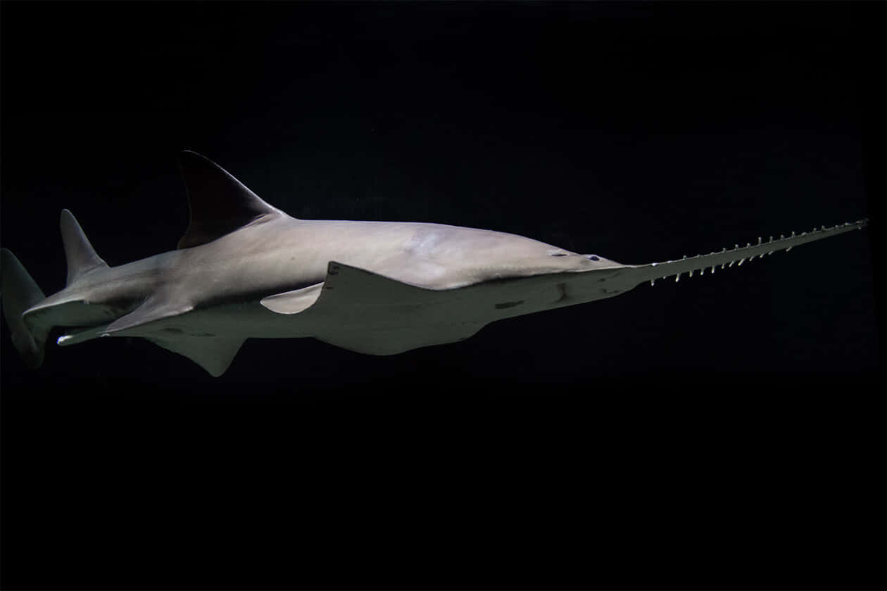 Sawfish Swimmingin Dark Waters Wallpaper