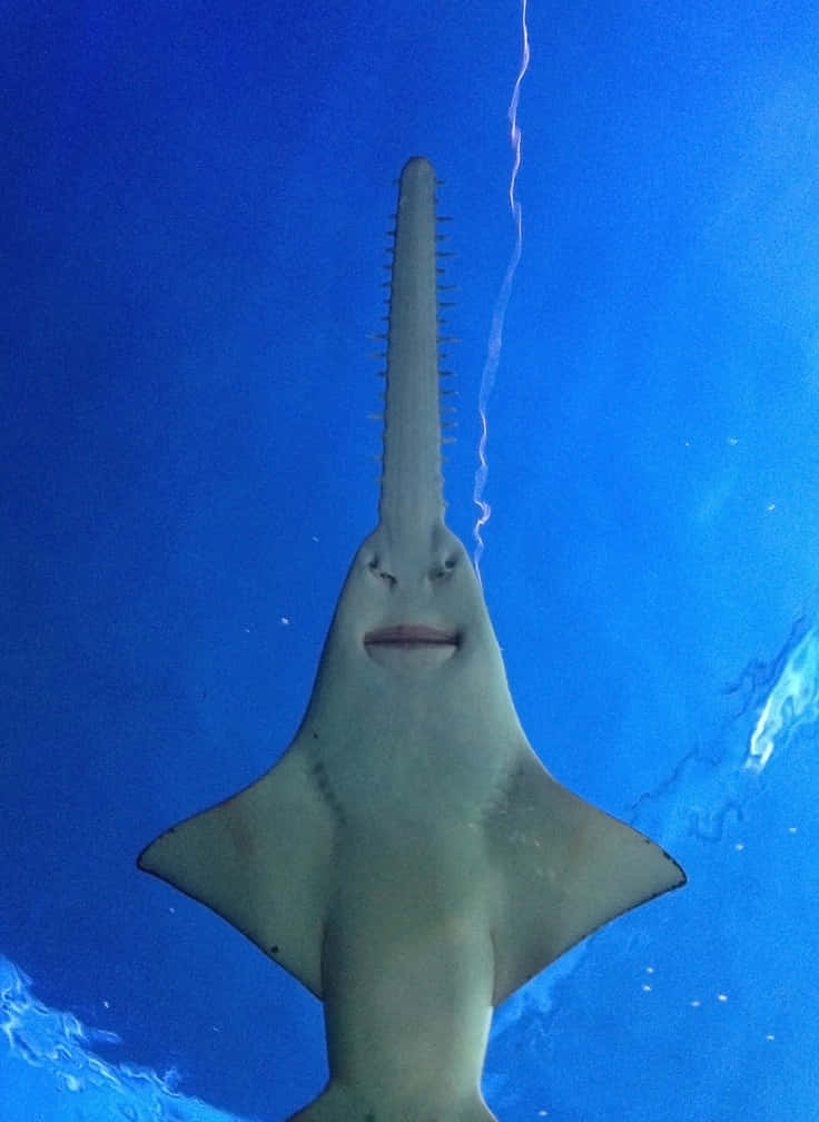 Sawfish Underside View Wallpaper