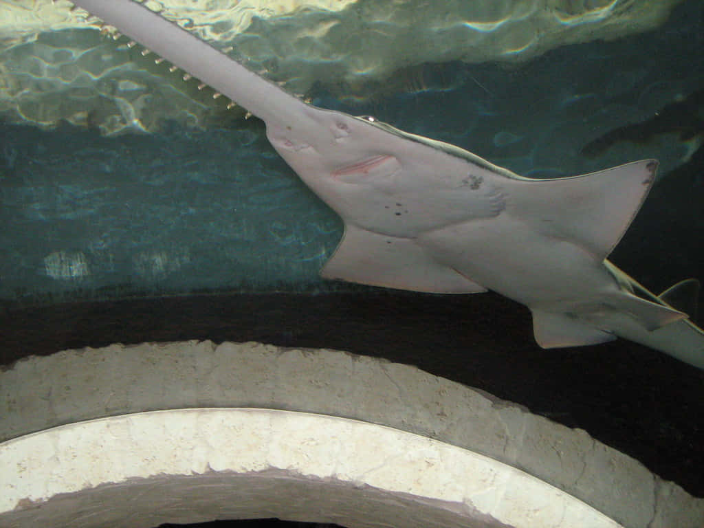 Sawfish Underwater Grace.jpg Wallpaper