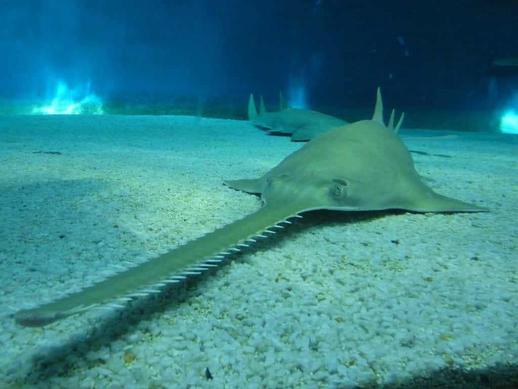 Sawfish Underwater Grace Wallpaper