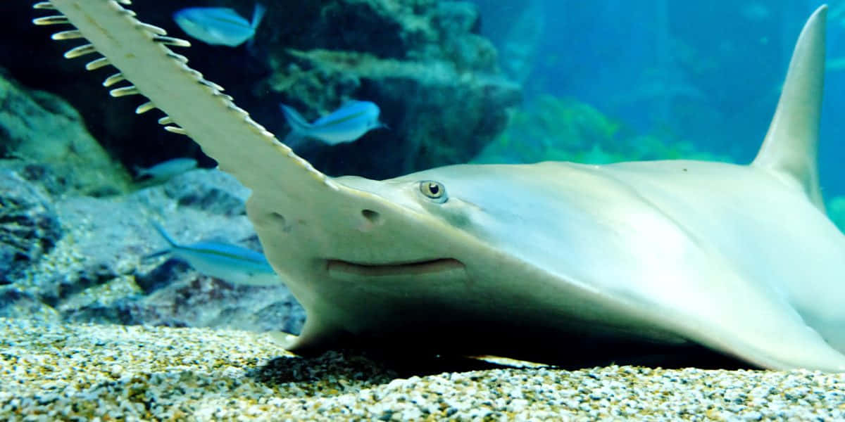 Sawfish Underwater Portrait Wallpaper