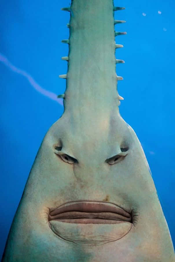 Sawfish Underwater Portrait Wallpaper