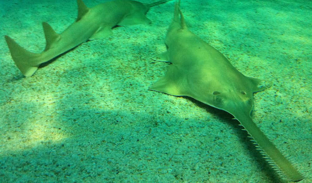 Sawfish_ Underwater_ Scene Wallpaper