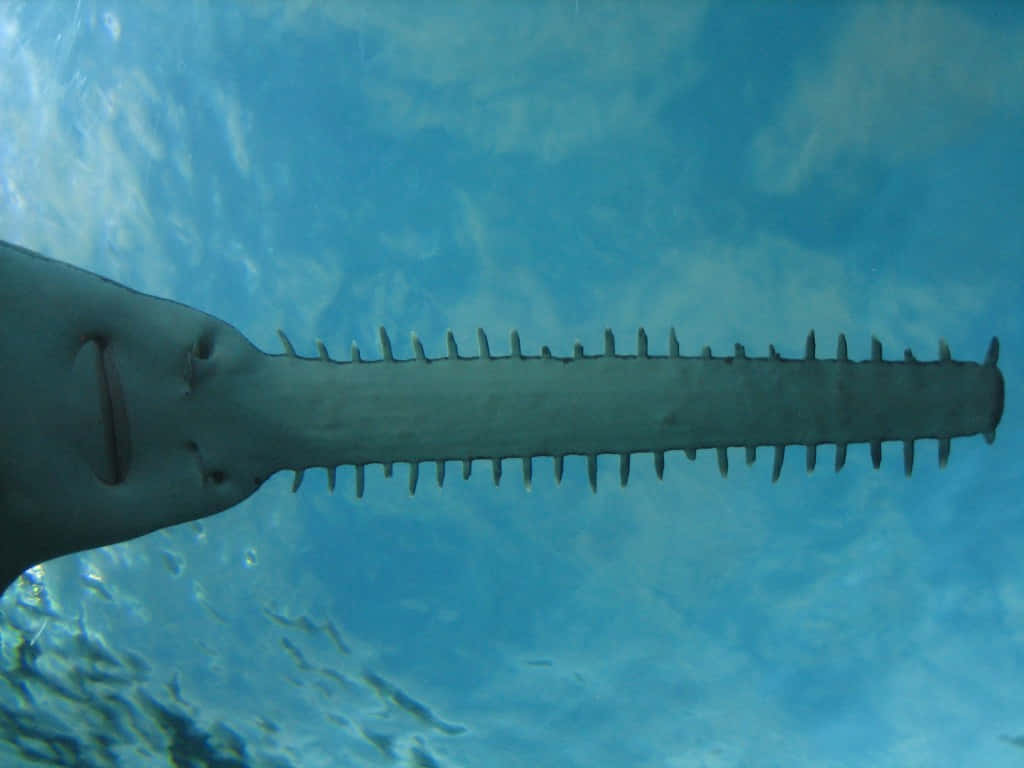 Sawfish Underwater View.jpg Wallpaper