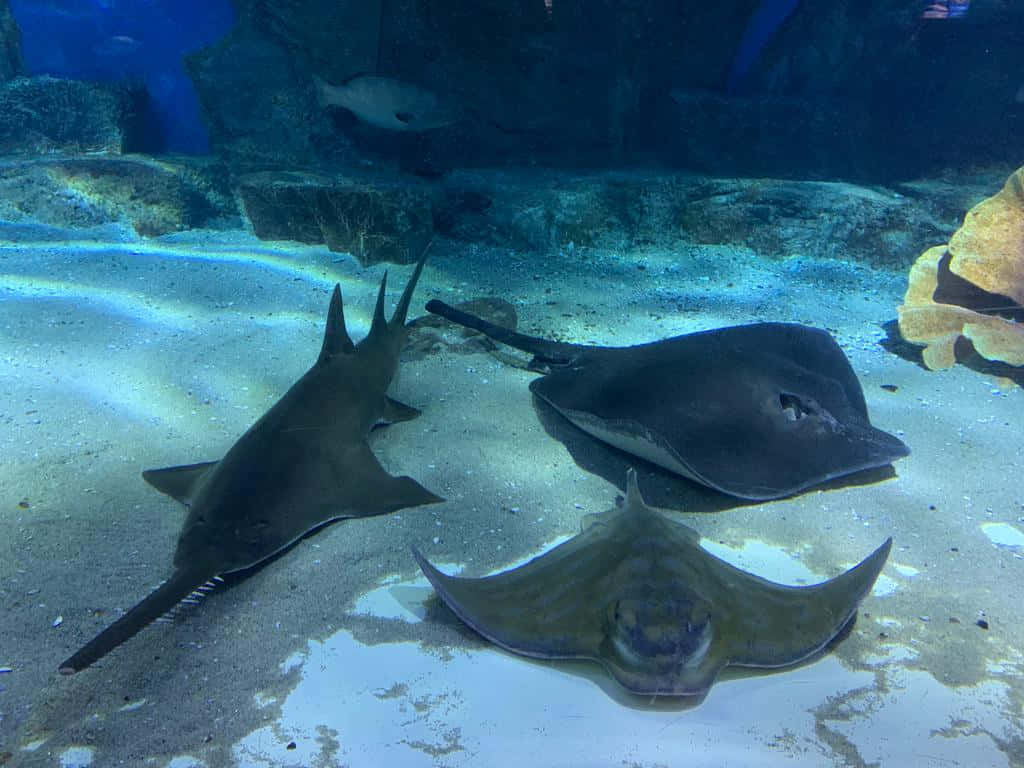 Sawfishand Stingrays Aquarium Scene Wallpaper