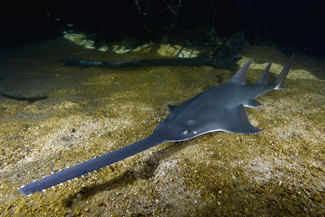 Sawfishin Natural Habitat.jpg Wallpaper