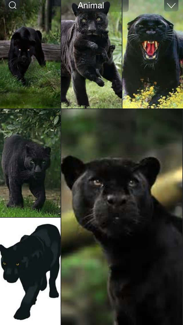 Say Hello To Cool Black Panther Animal Wallpaper