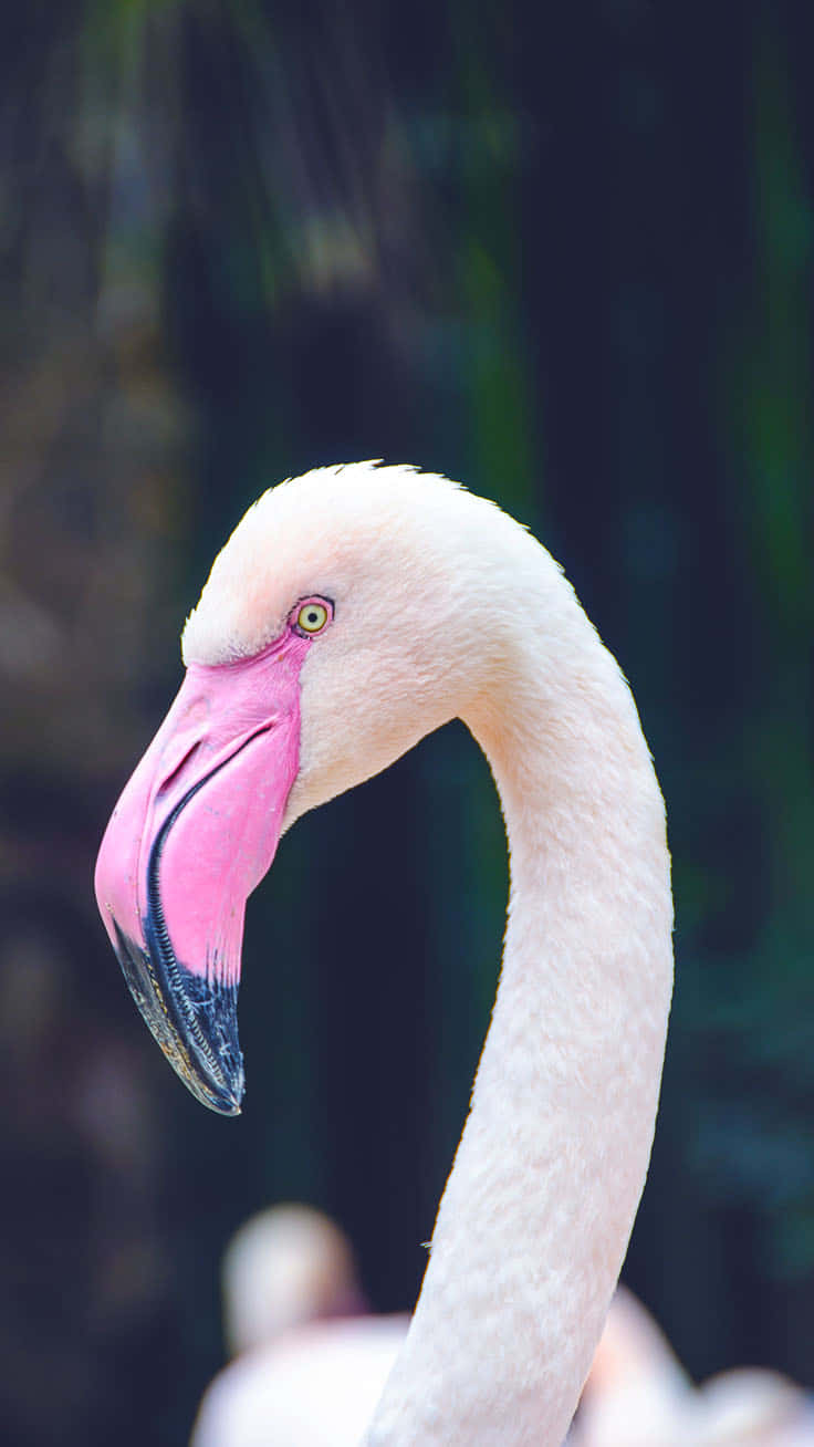 Say Hello To Warm Weather And Fun Times With This Vibrant Pink Flamingo Photo Wallpaper