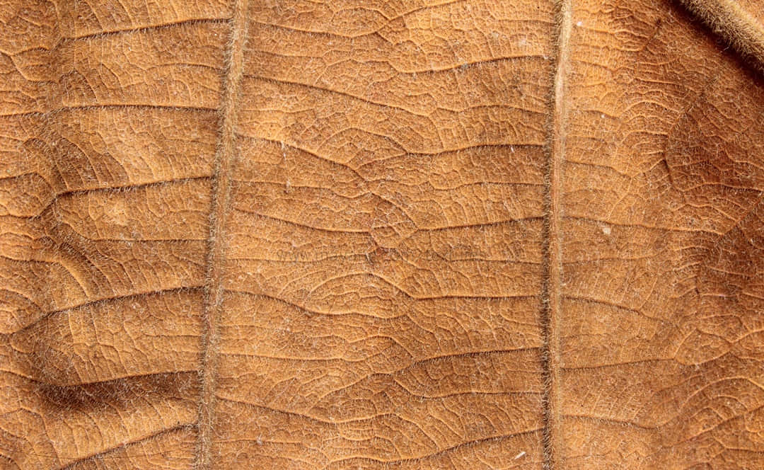 Scattered Brown Leaves On A Forest Floor Wallpaper