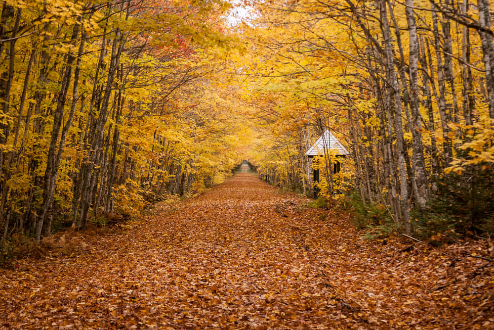 Scenic Autumn Drive On A Tree-covered Road Wallpaper