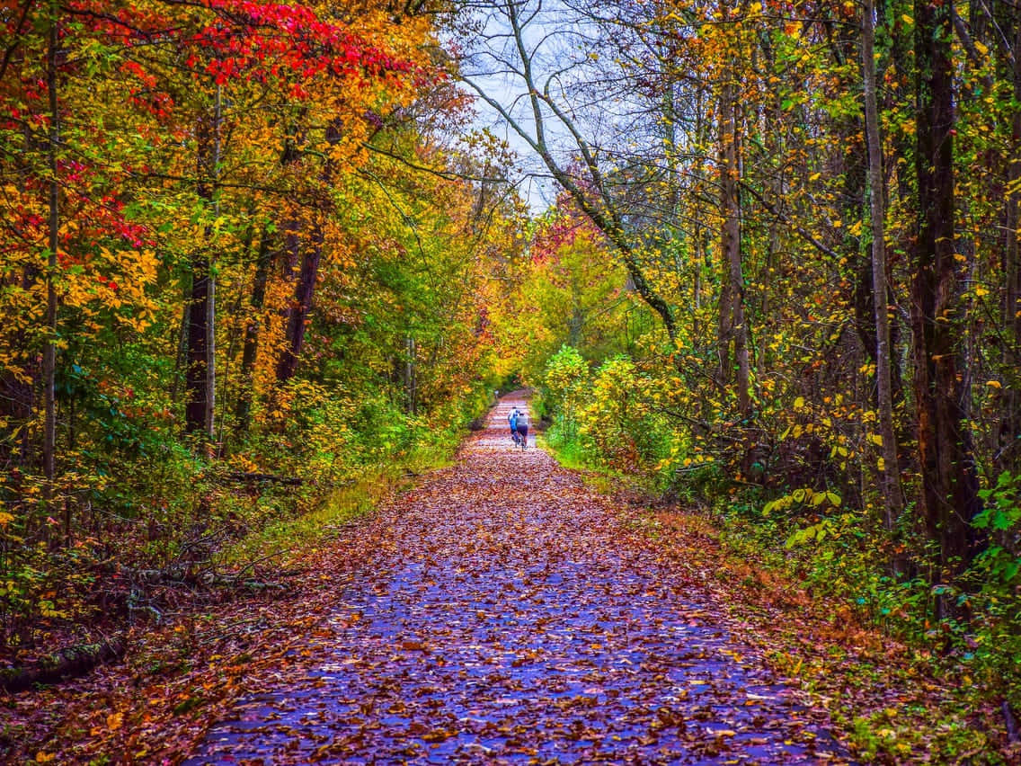 Scenic Fall Drive: A Canopy Of Colorful Autumn Leaves Wallpaper