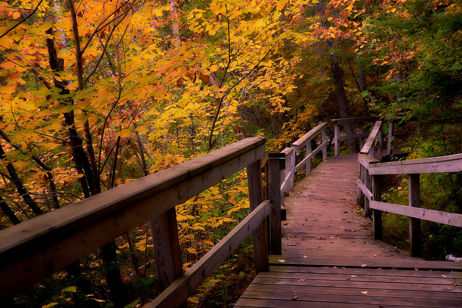 Scenic Fall Hiking Trail Wallpaper