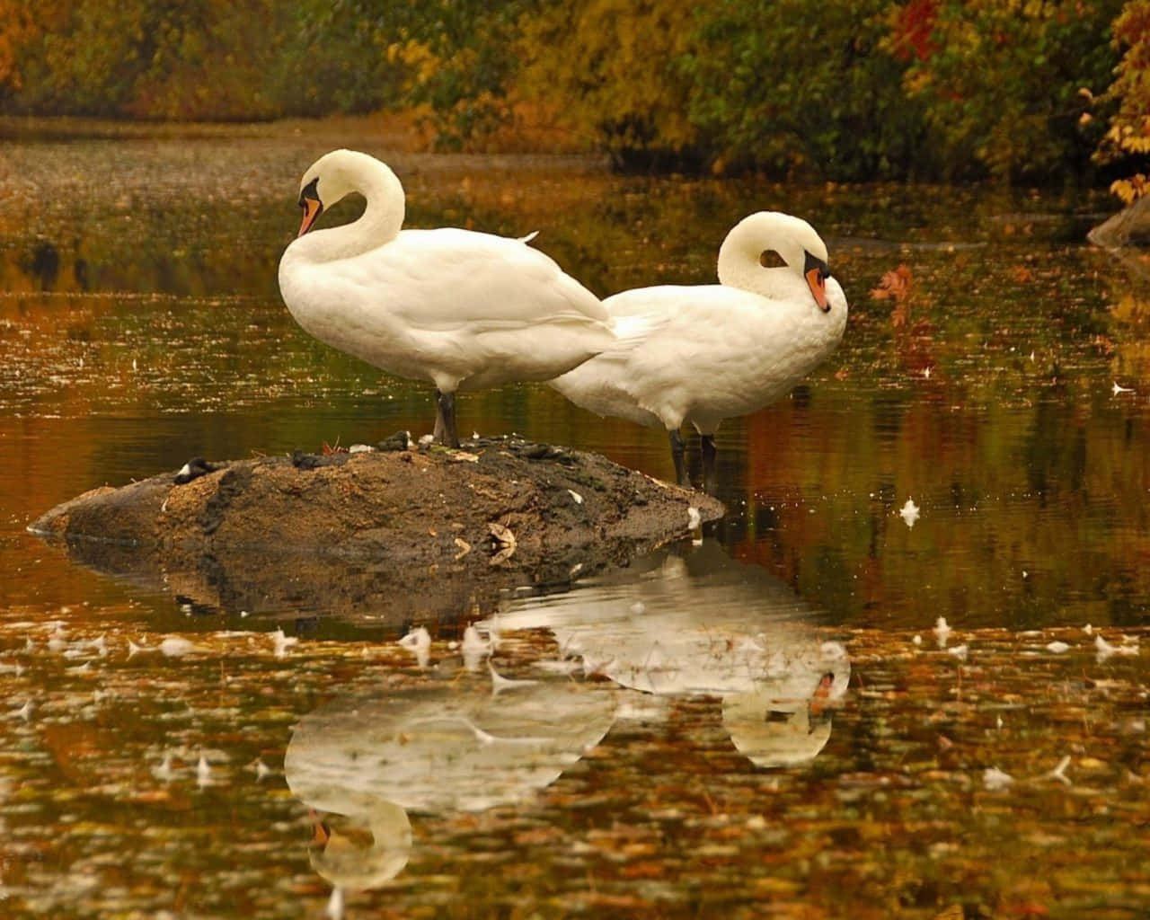 Scenic Fall Lake Surrounded By Autumn Foliage Wallpaper