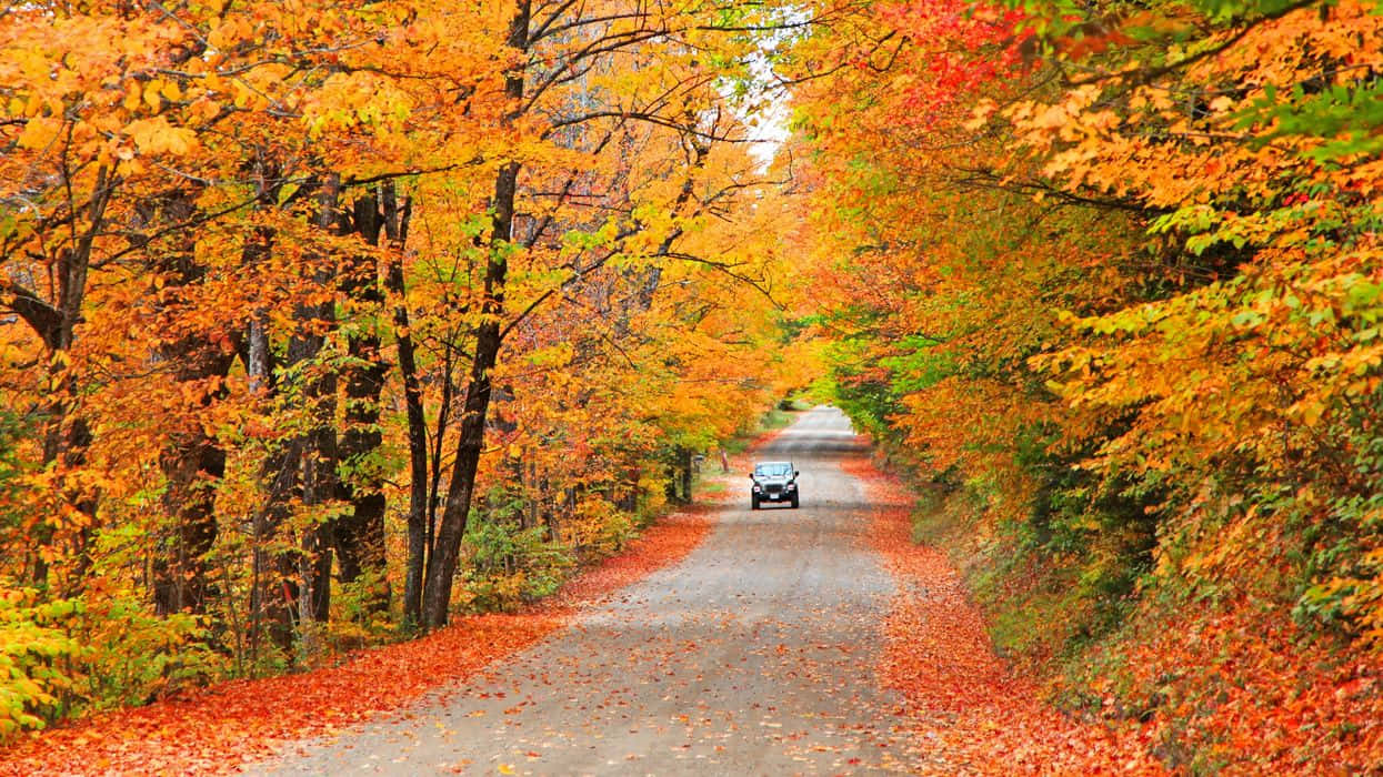 Scenic Fall Road Wallpaper