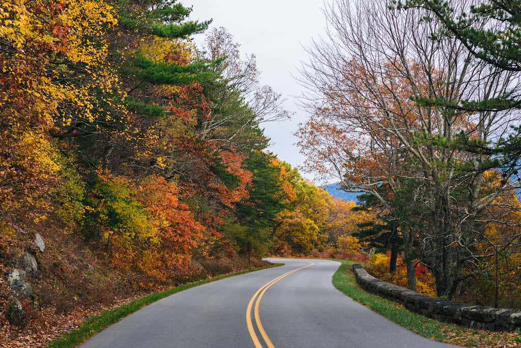 Scenic Fall Road Wallpaper