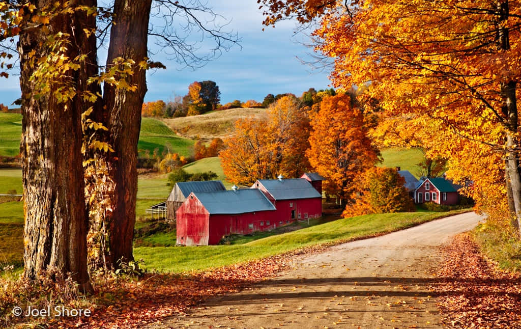 Scenic Fall Road In The Forest Wallpaper