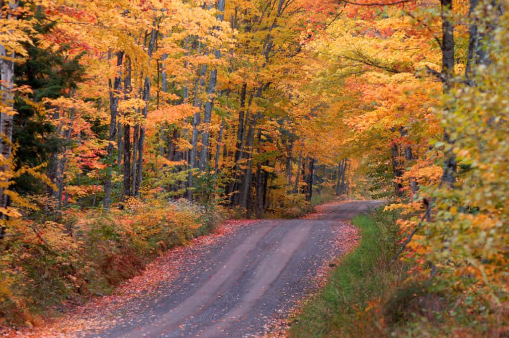 Scenic Fall Road Surrounded By Autumn Colors Wallpaper